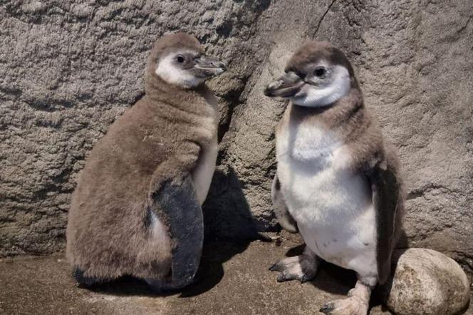 Dwa młode pingwiny peruwiańskie w ZOO w Chorzowie