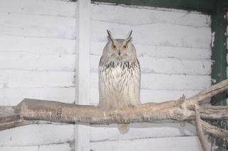 Szpital dla leśnych zwierząt