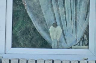 Śmierć 5-miesięcznej Laurki w Brzezowej [GALERIA]