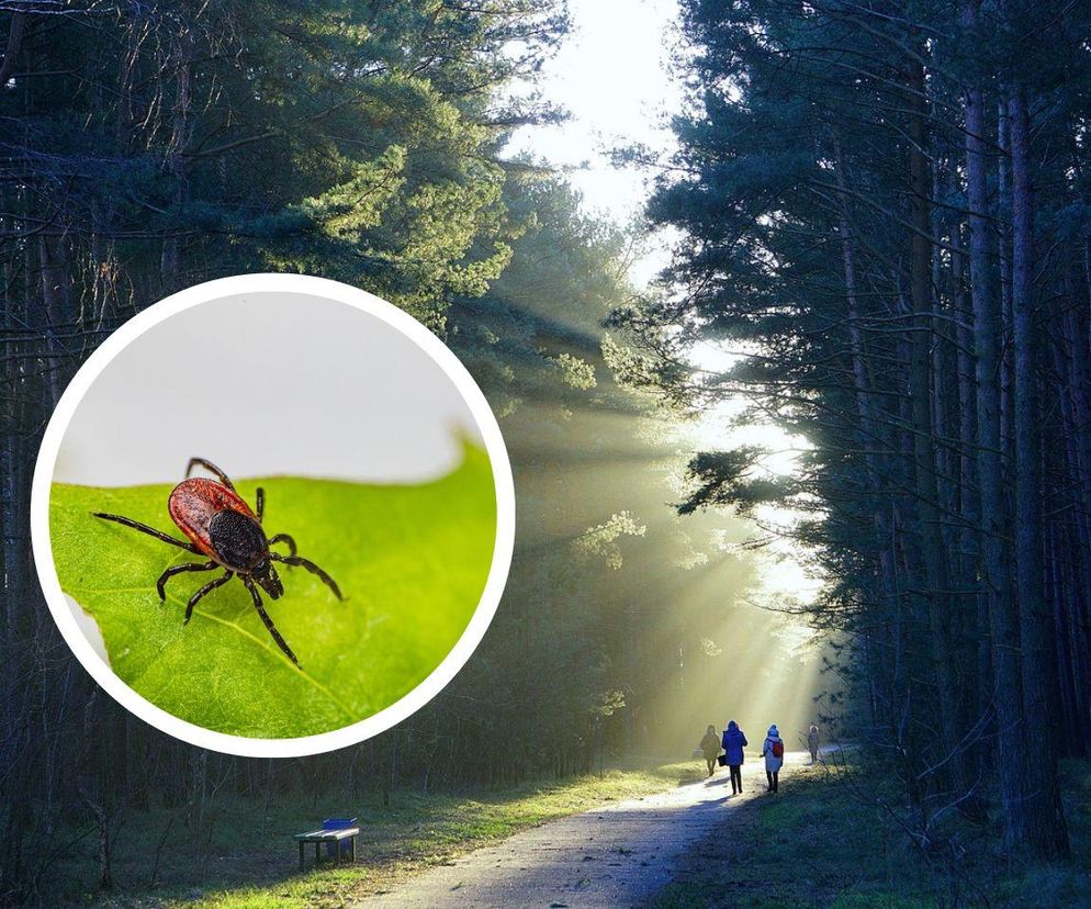 Kleszcze? Nie! Naturalne sposoby na bezpieczny spacer bez kleszczy