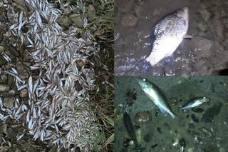 Martwe ryby nad Wisłą. „Woda zostaje wstrzymana. Umierają w męczarniach na wysuszonych brzegach rzeki”