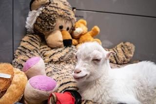 Antoś i Saszka w gangu Bociana Radzia? 