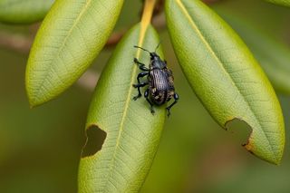 Wygryzają liście i niszczą rododendrony. Groźne opuchlaki można jednak pokonać. Proste sposoby na pozbycie się opuchlaków