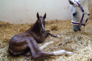 Nowy mieszkaniec Akademickiego Ośrodka Jeździeckiego ZUT w Szczecinie