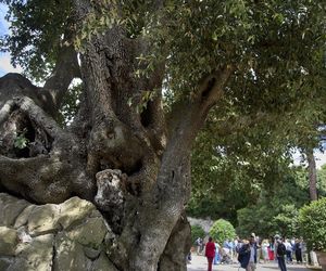 W Castel Gandolfo powstał ośrodek edukacyjny i gospodarstwo Laudato Si