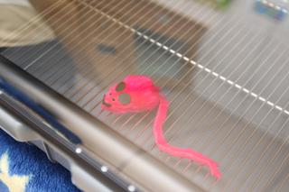 USG I INKUBATOR DLA PSIAKÓW.