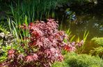 Klon palmowy 'Atropurpureum'
