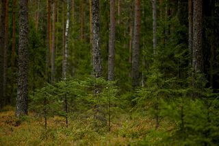 Ruszyły wzmożone kontrole w lasach. Posypią się mandaty