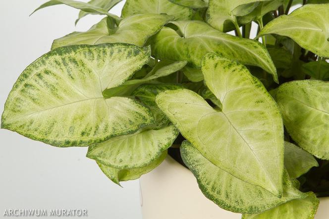 Syngonium