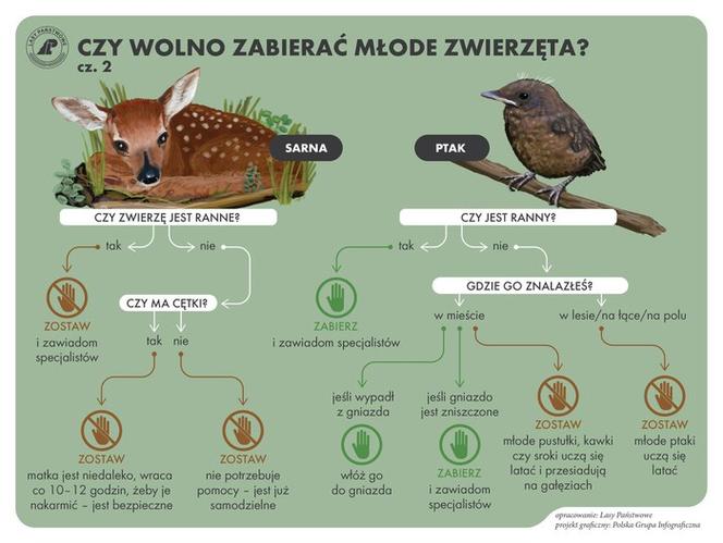 infografika-sarna