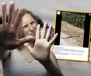 Egzotyczny wąż sieje postrach na osiedlu. Matko Boska, wyprowadzam się!