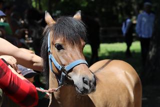 Jarmark koński w lubelskim skansenie przyciągnął tłumy