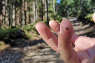 W Wielkopolsce rośnie liczba pacjentów leczonych na boreliozę