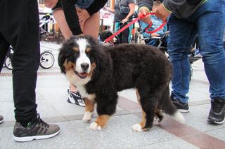 Tarnów w Tricolorze - Zjazd Berneńczyków