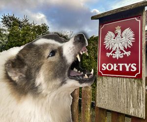 Dramat w Krobuszu! Pies pani sołtys zmasakrował buzię 6-letniego Gracjana