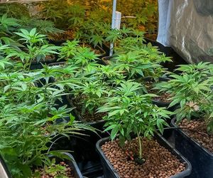 Akcja CBŚP w dwóch województwach. Zdjęcia z działań służb