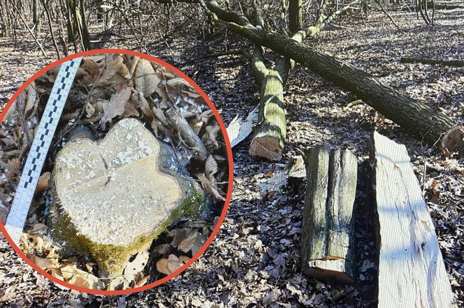 Nowiny: Drzewo przygniotło 29-latka. Makabryczny wypadek pod Lublinem