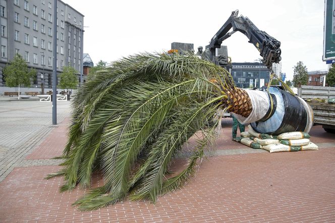 Palmy wróciły na Rynek w Katowicach, poza Anią. Wszystko przez kaczy "problem"