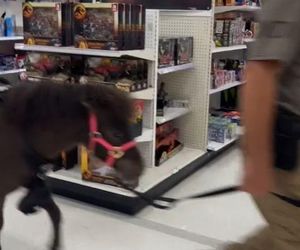 Małgorzata Ostrowska-Królikowska spotkała konia w supermarkecie. Wszystko nagrała!