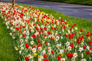 Rzeka kwiatów na ul. Gontyny