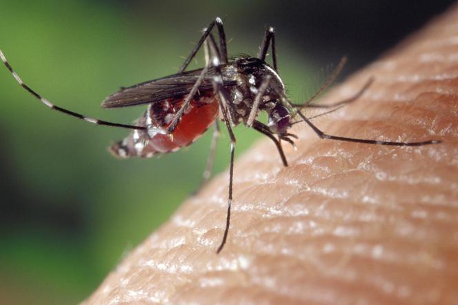 Komary terroryzują szczecinan. Jest dobra wiadomość!