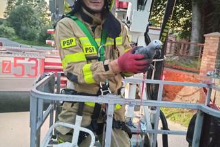 Papug Gustaw na gigancie