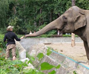 ZOO Wrocław - bilety, cennik 2023, godziny otwarcia. Jak dojechać? Mapa, parking