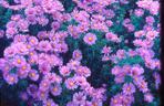 Aster nowobelgijski 