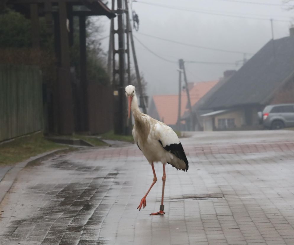 Mamy wiosnę, a Krutek nie wrócił. Wieś czeka na swojego pupila!