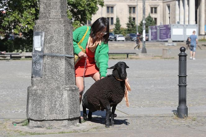 Miała świnkę Pupcię, teraz kocha barana Franka. "Uratowałam go przed zjedzeniem!"