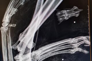 Rysica Cleo nie żyje