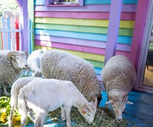 Owce zajadają się słonecznikami