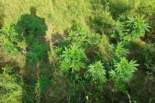 Konopie indyjskie przy torach kolejowych