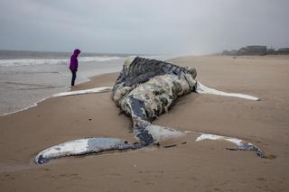 Ten widok przeraził turystów. Martwy wieloryb na plaży w Helu. Wiadomo, jak to się stało