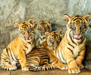 Niesamowite narodziny we wrocławskim zoo. Na świat przyszły cztery tygrysy sumatrzańskie 