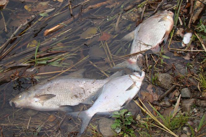 Mieszkańcy Poznania i okolic każdego dnia publikują zdjęcia kolejnych martwych ryb