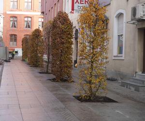 Alejka w centrum Olsztyna zmieniła się nie do poznania. Będzie najpiękniejsza w mieście? [ZDJĘCIA]