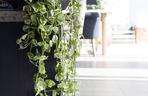 Epipremnum 