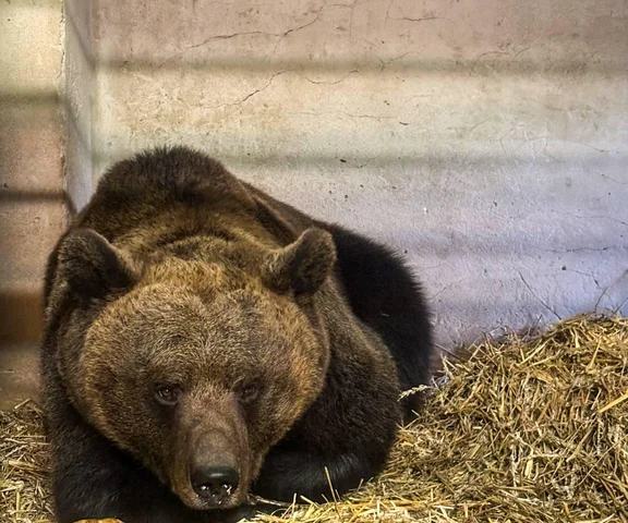 Trzymał niedźwiedzia w niewoli i twierdził, że ma zoo