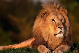 Dzień Lwa. Co wiesz o najsłynniejszym królu zwierząt?  [QUIZ]