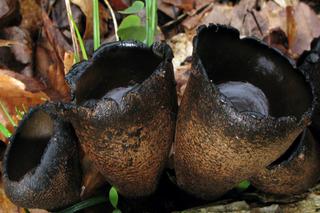 Diabelska urna pojawiła się w polskich lasach. Czy ten unikatowy grzyb jest jadalny? 