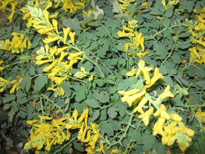 Kokorycz 'Canary Feathers'