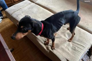  Skrajnie zaniedbane psy i szczury odebrane właścicielce. Serce pęka na ich widok