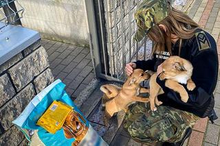 Strażnicy graniczni znaleźli worek w rowie. Takiego widoku się nie spodziewali 