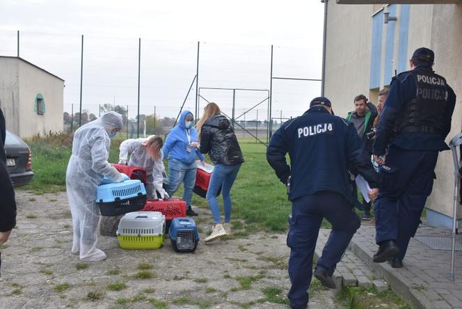 TOZ ratuje koty, których właścicielka zginęła w wypadku