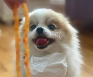 Daisy Najman, pies Marcina Najmana