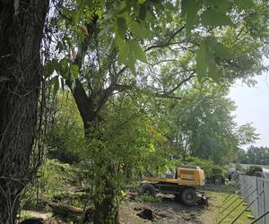 Plantacja borówek amerykańskich w Katowicach 