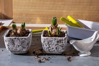 Jak przezimować hiacynty posadzone w donicy? Odpowiada ekspert