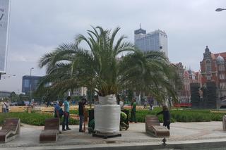 Palmy wróciły na rynek w Katowicach