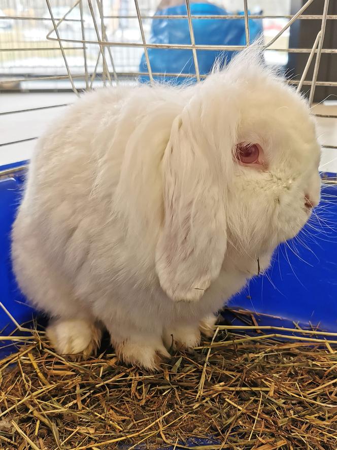 Na śmietniku w Poznaniu znaleziono królika w klatce! Trafił do schroniska